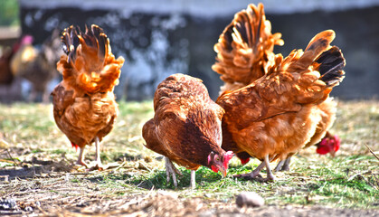 Chickens on traditional free range poultry farm