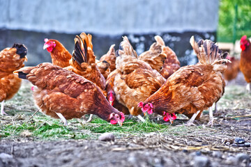 Chickens on traditional free range poultry farm