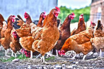 Chickens on traditional free range poultry farm