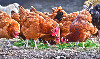 Chickens on traditional free range poultry farm
