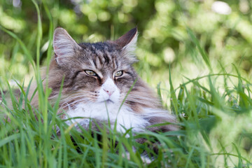 Naklejka na ściany i meble beautiful norwegian forest cat lying on the tall grass.