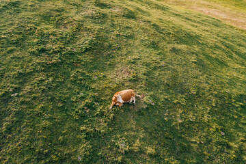 Aerial view of a cow in the field in sunset light