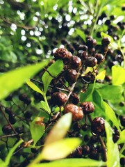 grapes in the garden