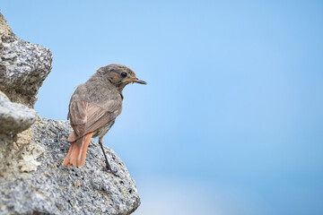 Black redstart female bird close-up (Phoenicurus ochruros)