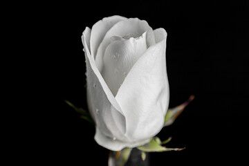 A white rose on a black background. Close up
