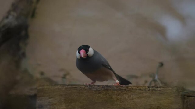 Beautiful Java sparrow is sitting on wooden planks
