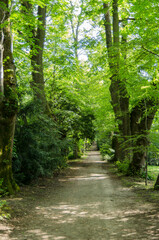 Obraz premium aleja w ogrodzie 