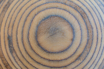 Fototapeta na wymiar Annual rings on a tree cut. Concept of natural background.