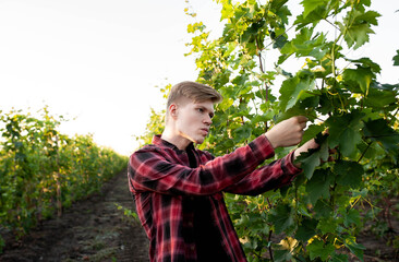 The farmer checks the vineyards for disease