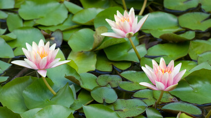 Seerosenteich © C. Schüßler