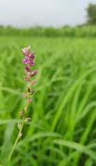 pink flowers in the meadow