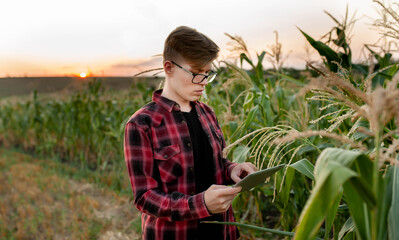 Farmer with tablet at sunset in corn field, agriculture management concept