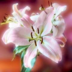 Fototapeta na wymiar Blüte einer pink-weißen Lilie.