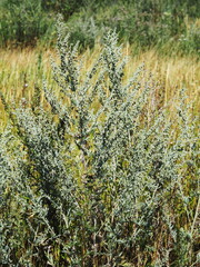 Nature. Wild thickets of blooming wormwood in their natural habitat. Russian nature.
