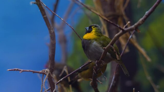 Cute Cuban grassquit is sitting on a tree branch