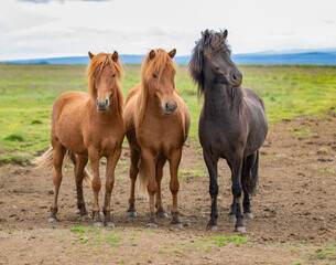 Fototapeta na wymiar Beautiful Icelandic horses
