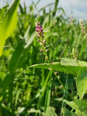 red and yellow flowers
