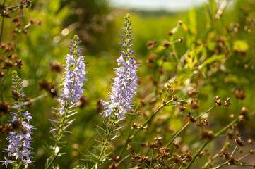 blue lupins bloom in the field