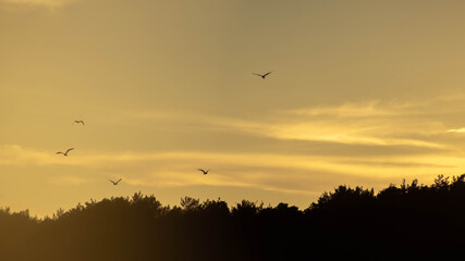 fabulous landscape against the setting sun, summer