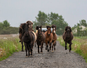 Running  Icelandic horses