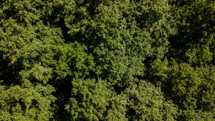 Aerial view from drone of a lush green forest or woodland