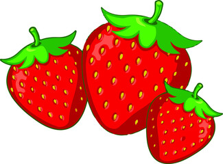 Strawberry vector illustration and 