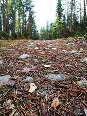 Walkway Lane Path With Green Trees in Forest. Beautiful Alley, road In Park. Way Through Summer Forest.