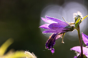 Nesselblättrige Glockenblume, eine typische Waldblume