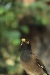 BROWN BIRD EATING 