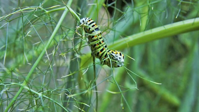 Macro footage of Caterpillar of Papilio Machaon (swallowtail caterpillar) feeding on Fennel branches.