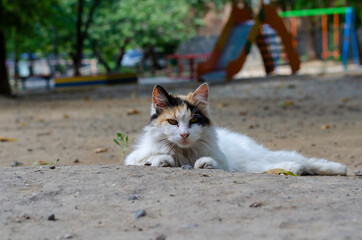 Portrait of a street tricolor cat lying on the ground.