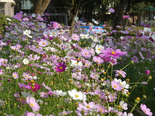 Chrysanthemum flowers bloom in autumn in the chrysanthemum garden. Beautiful chrysanthemum flowers close up Picture.