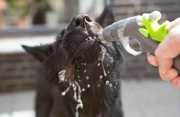 Deurstickers Mmmmm, lekker koel water! © photoPepp