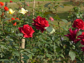 Beautiful roses in the garden, Roses for Valentine Day, and other occasions.