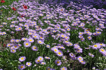 Flowers of bright violet Erigeron speciosus in June