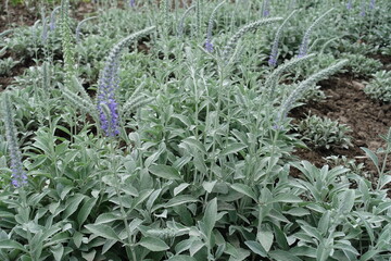 Grayish green leaves, closed buds and flowers of Veronica incana in May