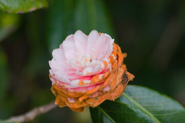 18 Feb 2007 a double pink bloom, with darker stripes