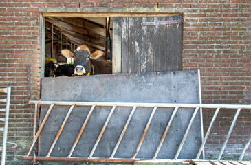 Jersey cow head looks dreamy outside from a doorway of an old stable.