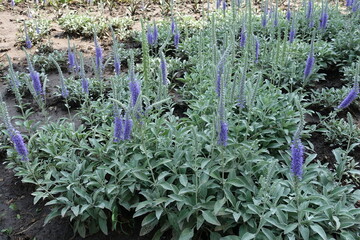 Multiple violet flower spikes of Veronica incana in June