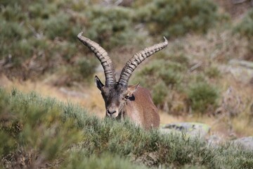 antelope in the wild