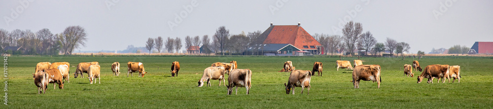 Wall mural group of jersey cows grazing in the pasture, peaceful and sunny in dutch friesian landscape of flat 