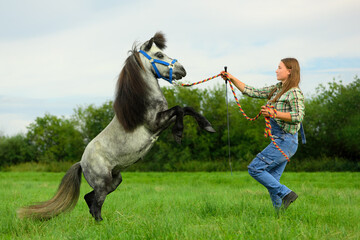The Caucasian woman and gray pony are in rural. The adult horsewoman is holding the colored rope...