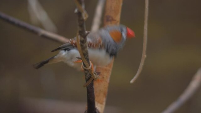 Zebra finch sitting on a tree branch, flying away