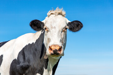 Mature, adult black and white cow, medium shot of the head, gentle look, pink nose and blue background