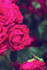 Roses in the garden, Roses are beautiful with a beautiful sunny day.