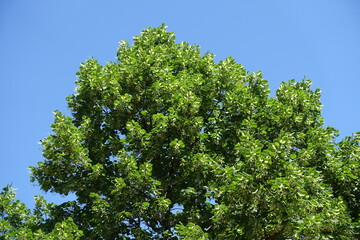 Crown of linden tree against blue sky in June