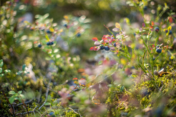 field of forest blueberries 