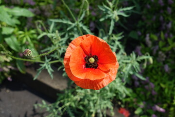Top view of red flower of common poppy in June