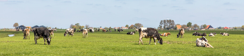Group of cows grazing in the pasture, peaceful and sunny with a blue sky with clouds, panoramic wide view