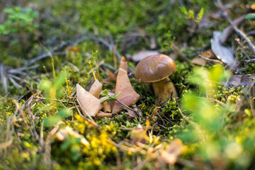 mushroom in the forest
